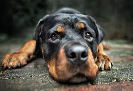 picture of rottweiler dog close up