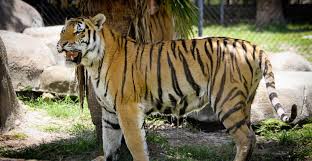Τοπική ονομασία big cat habitat and gulf coast sanctuary. Big Cat Habitat In Sarasota Petting Zoo Must Do Visitor Guides