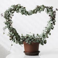 Money plant name in hindi. 41 Best Indoor Plants In India Plantdecors Blog