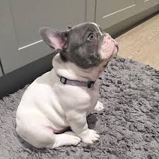 Don't miss what's happening in your neighborhood. 110 Best Cute Blue Pied Frenchie Ideas French Bulldog Bulldog French Bulldog Puppies