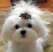 Maybe you would like to learn more about one of these? Teddy Bear Haircut Maltese Novocom Top