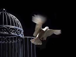 No Traço do Lápis: Se você tiver um pássaro, deixe-o livre para voar, se  ele voltar é porque é seu, caso contrário, nunca foi.