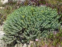 Euphorbia pithyusa | Spurge | plant lust