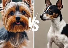yorkie vs rat terrier choose your