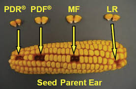 Understanding Corn Seed Sizing