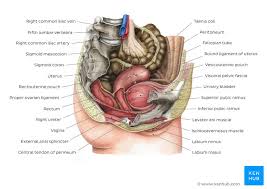 Are there any organs in the lower back of women? Abdomen And Pelvis Structure And Function Kenhub