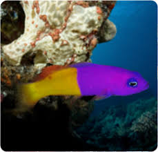Bicolor Dottyback Bicolor Pseudochomis Pseudochromis