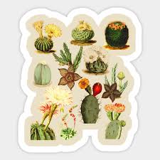 Cactus Chart Retro 70s Botanical Cacti Succulent Plant Lover