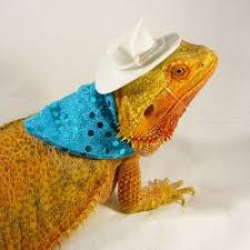 Your ultimate resource for information about bearded dragons. Lizard Wear