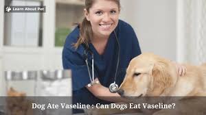 dog ate vaseline can dogs eat