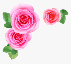 pink rose flowers png image free
