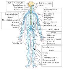 All nervous system structures are classified as part of the cns (brain and spinal cord) or pns (nerves and ganglia). Nervous System Biology For Majors Ii
