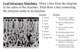 solved leaf structure matching draw a