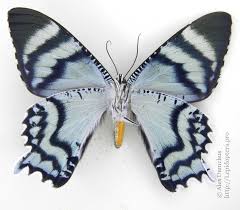 Альбом пользователя ЕкатеринаКостинская: Бабочка Альцидес агатовая. Коллекция 36 бабочек-малявок