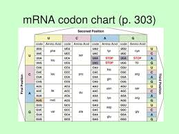Ppt Dna De Coded Protein Synthesis Powerpoint