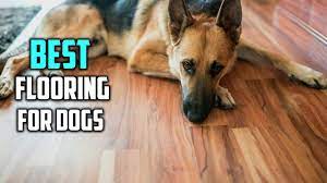 top 5 best flooring for dogs with wood