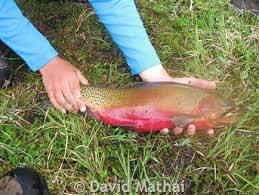 Westslope Cutthroat Trout Montana Field Guide