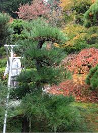 What A Week At Portland Japanese Garden