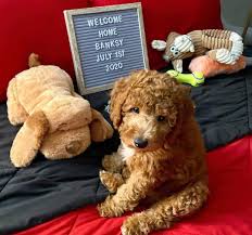 #1 georgia state licensed breeder click here for available puppies. Older Goldendoodle For Sale Ga Lilly S Golden Doodles Puppies For Sale Facebook