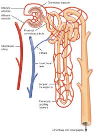 Renal Blood Flow And Its Regulation Anatomy And Physiology Ii
