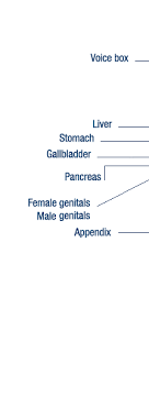 Diagram of internal organs female. Bbc Science Nature Human Body And Mind Anatomy Organs Anatomy