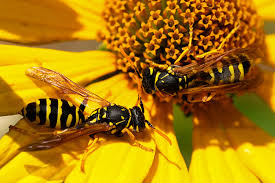 How To Keep Wasps Away From Your Patio