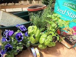 diy herb garden container ideas for