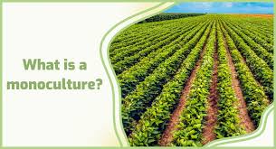 what is monoculture
