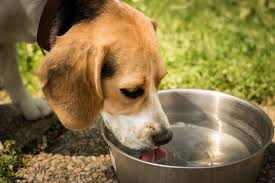 dehydration in dogs what are the