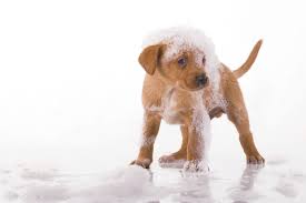 Book your dog grooming appointment today! Compact Pet Wash Installation For Big Carwash Profits Professional Carwashing Detailing
