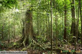 the amazon rainforest s