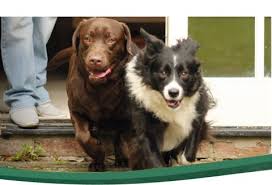 We believe in helping you find the product that is right for you. Pet Fence Containment Systems For Dogs Petsafe Uk