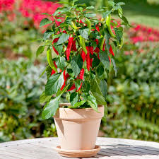 Chilli plants are not annuals. Chilli Pepper Patio Plant Hot Fajita Suttons