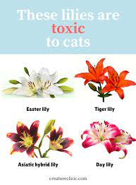 To state the obvious first, lilies are well known to be highly toxic to cats. The Pretty Flower That Could Kill Your Cat Cat Pictures For Kids Cat And Dog Memes Funny Cat Images