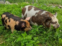 Documents include ownership statements, and insider trading documentation. Mulberry Meadow Mini Silky Fainting Goats Elwell Michigan Kunekune Pigs For Sale