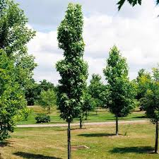Skinny Columnar Trees For Landscaping