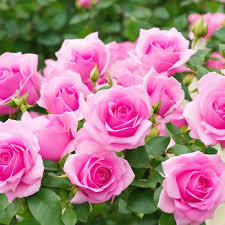 pink rose flowers blooming