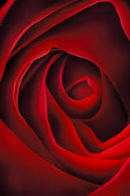 Www.georgiaokeeffe.org is a personal website covering the career of famous american painter georgia o'keeffe, but is in no way an official website for georgia o'keeffe and. Georgia O Keeffe Kiss From A Rose