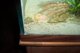 anemone deflated rfish com
