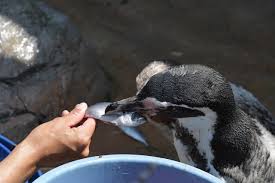 Ok, so i know that penguins are endangered and it's illegal to buy them in just about every scenario. Can You Keep A Penguin As A Pet Is It Legal Or Possible Pet Keen