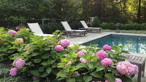 Make A Splash With Poolside Plants Z