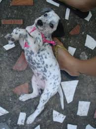 Show quality dalmatian puppies available for sale in jabalpur mp black spot puppies to purchase contact me on 8602 929 599. Dalmatian Puppies For Sale Puppies For Sale Dogs For Sale Dog Breeders Dog Kennel Kitten For Sale Cat For Sale