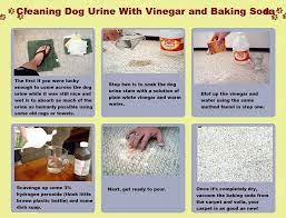 remove dog urine from your carpet