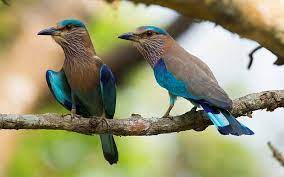 indian rollers birds branch