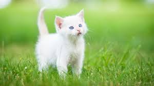 This little kitty is probably more fluff than feline, but she's got spirit, and the most adorable, twinkling eyes. Fluffy White Wallpaper Kittens