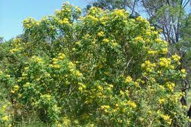 All parts of this plant are poisonous. Yellow Bells Weed Identification Brisbane City Council