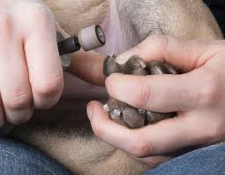 dog nail grinders for the perfect