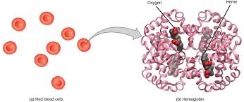Transport Of Oxygen In The Blood Biology For Majors Ii