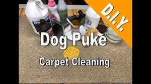 carpet cleaning dog vomit d i y you