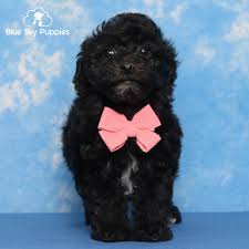 toy poodle puppies in florida